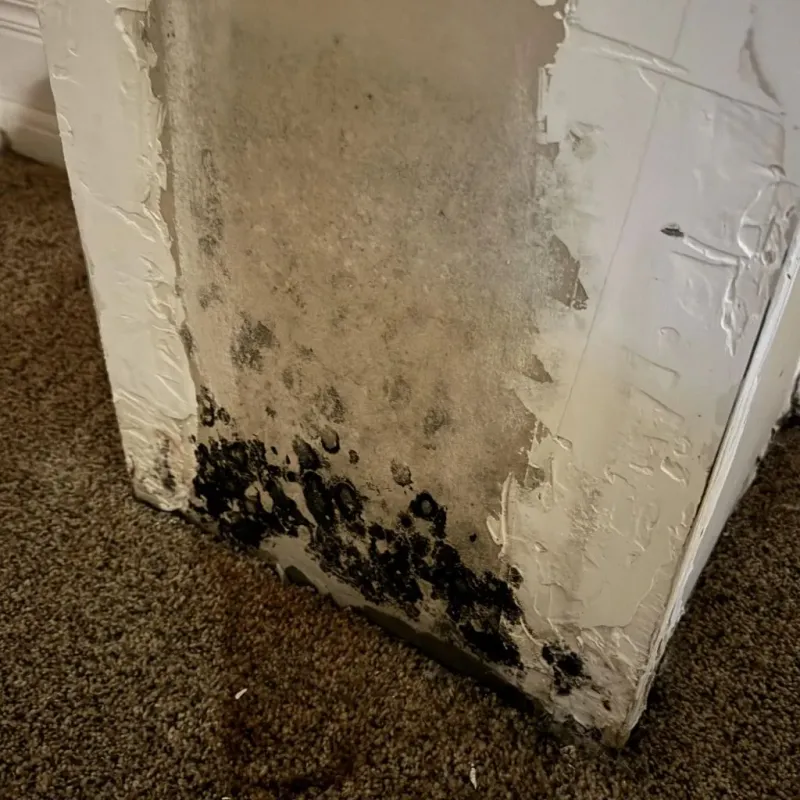 Professional Mold Removal in Lake County, MT